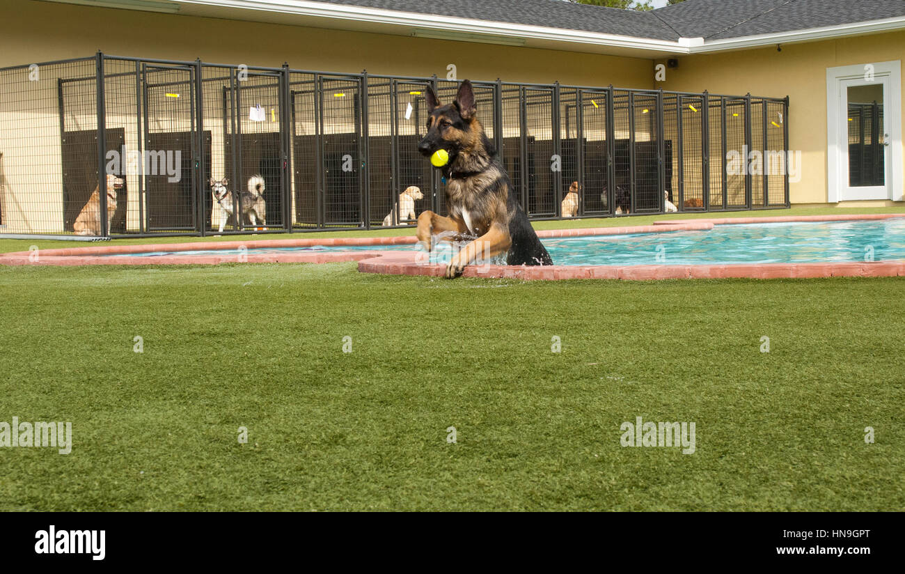 how many dogs can you have in a doggie daycare