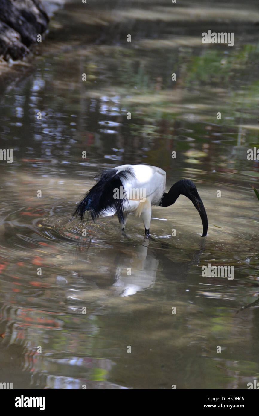 Which bird makes the most beautiful nest hires stock photography and