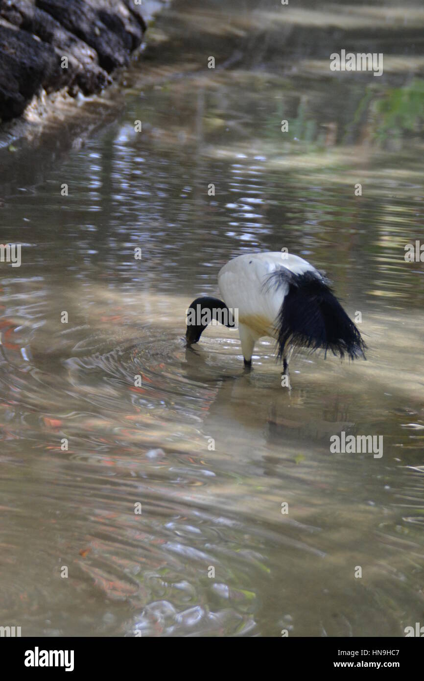 Which bird makes the most beautiful nest hires stock photography and