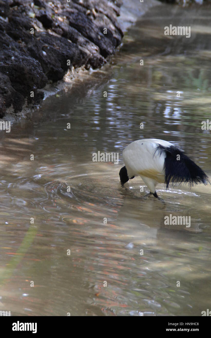 Which bird makes the most beautiful nest hires stock photography and