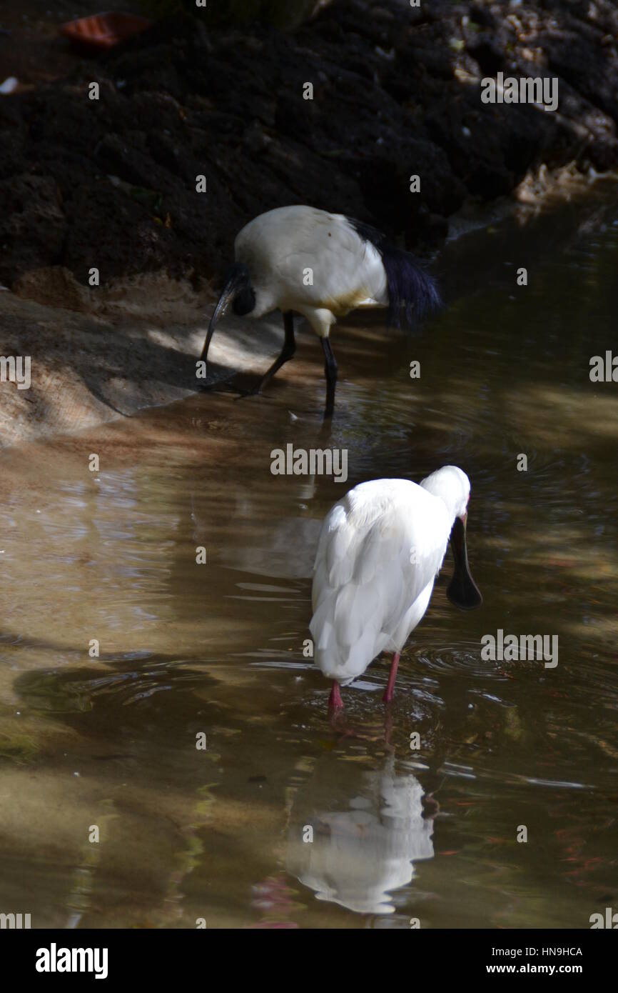 Which bird makes the most beautiful nest hires stock photography and