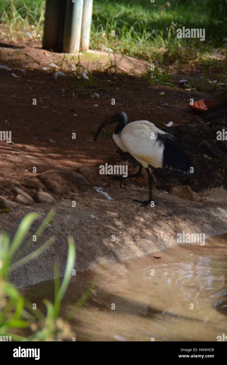 Which bird makes the most beautiful nest hires stock photography and