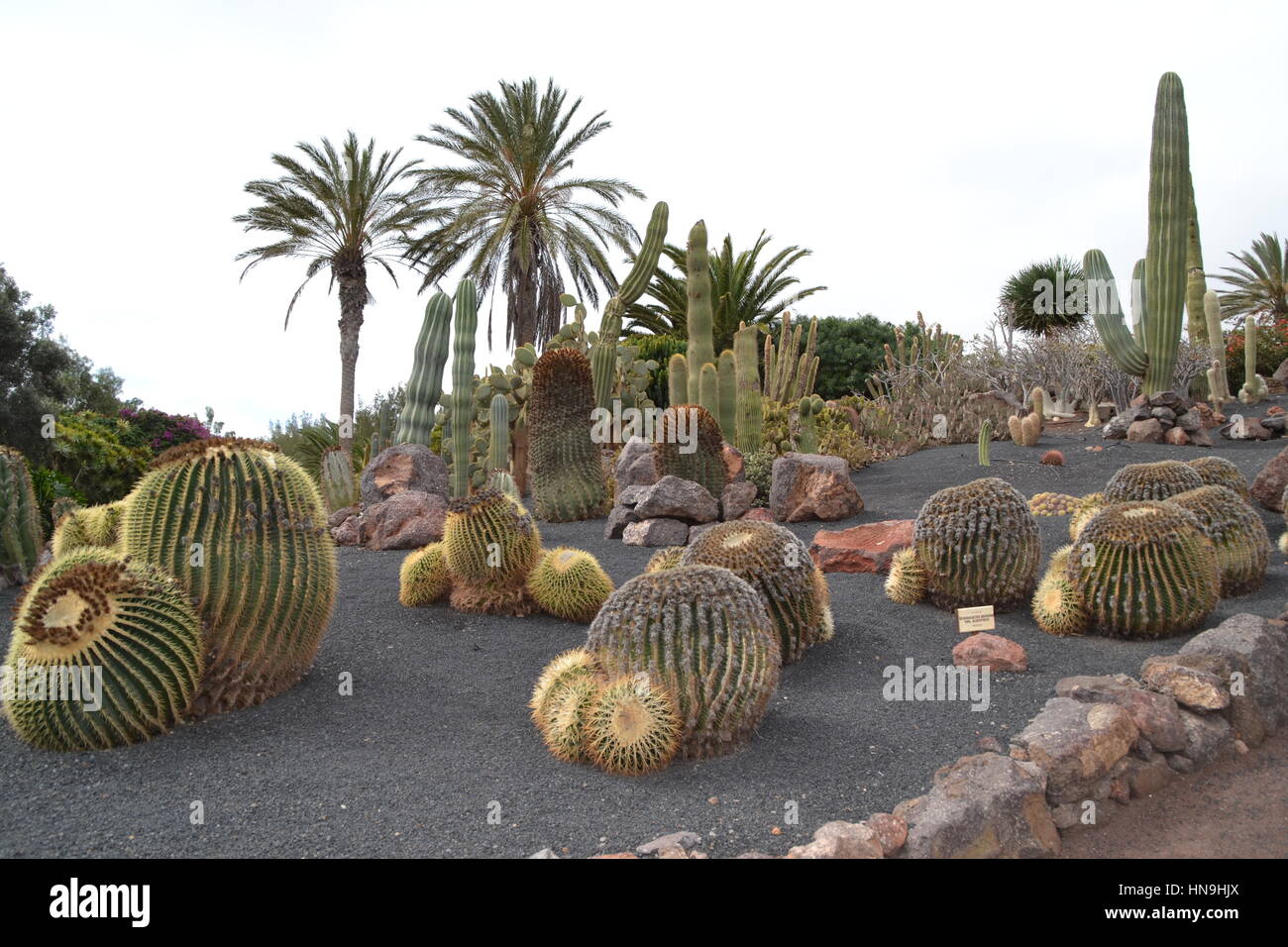 Cactus garden in interesting Oasis park on Fuerteventura island, Canary  islands in Spain on the way to birds of prey Stock Photo - Alamy
