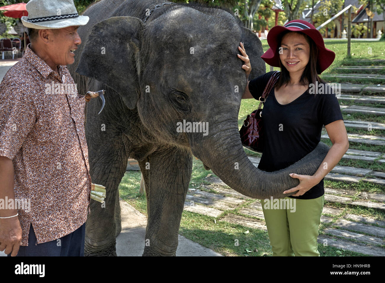 Elephant Thailand. Woman tourist  posing for photographs with a young Asian elephant. People Southeast Asia Stock Photo