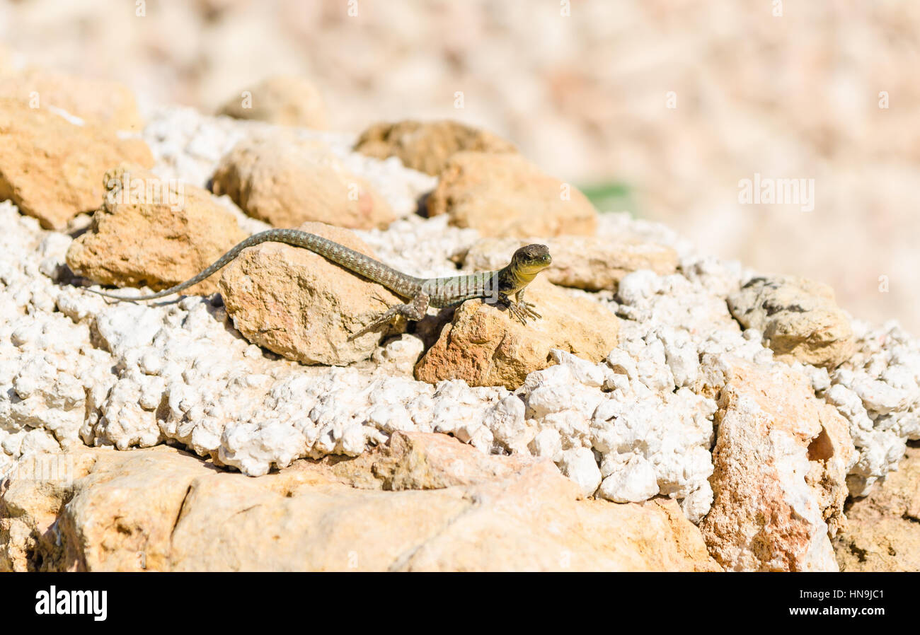 Maltese wall lizard Stock Photo