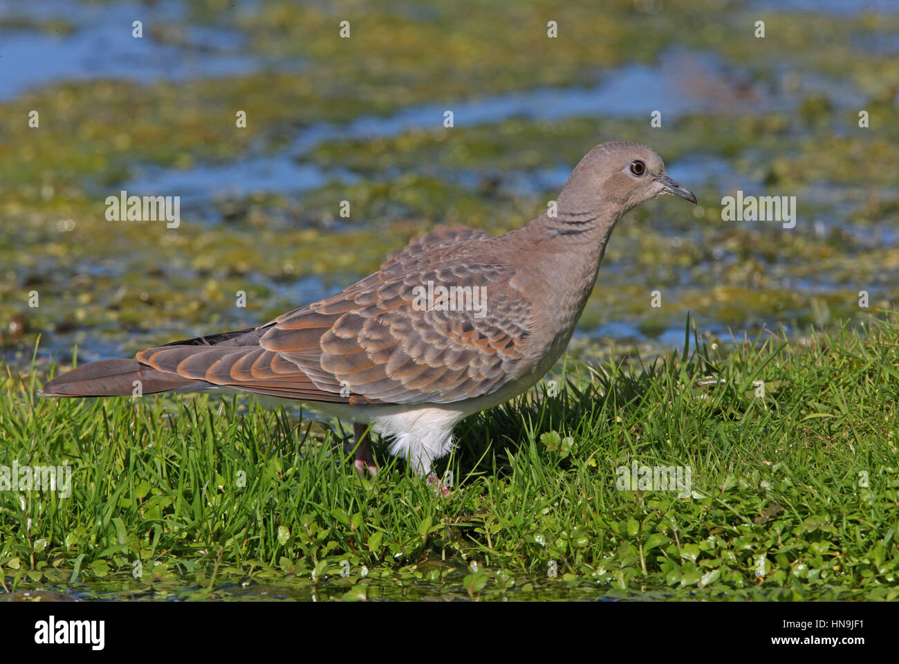 Eurasian Turtle-dove (Streptopelia turtur) immature walking by pond  Eccles-on-sea, Norfolk,  September Stock Photo