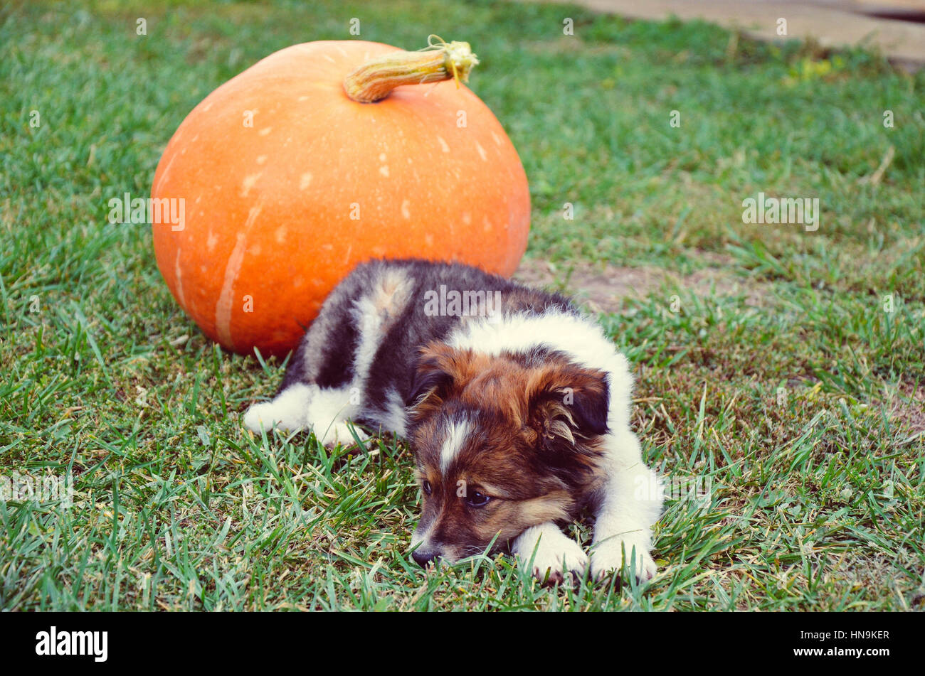 Puppy sleep on the grass with orange pumpkin Stock Photo