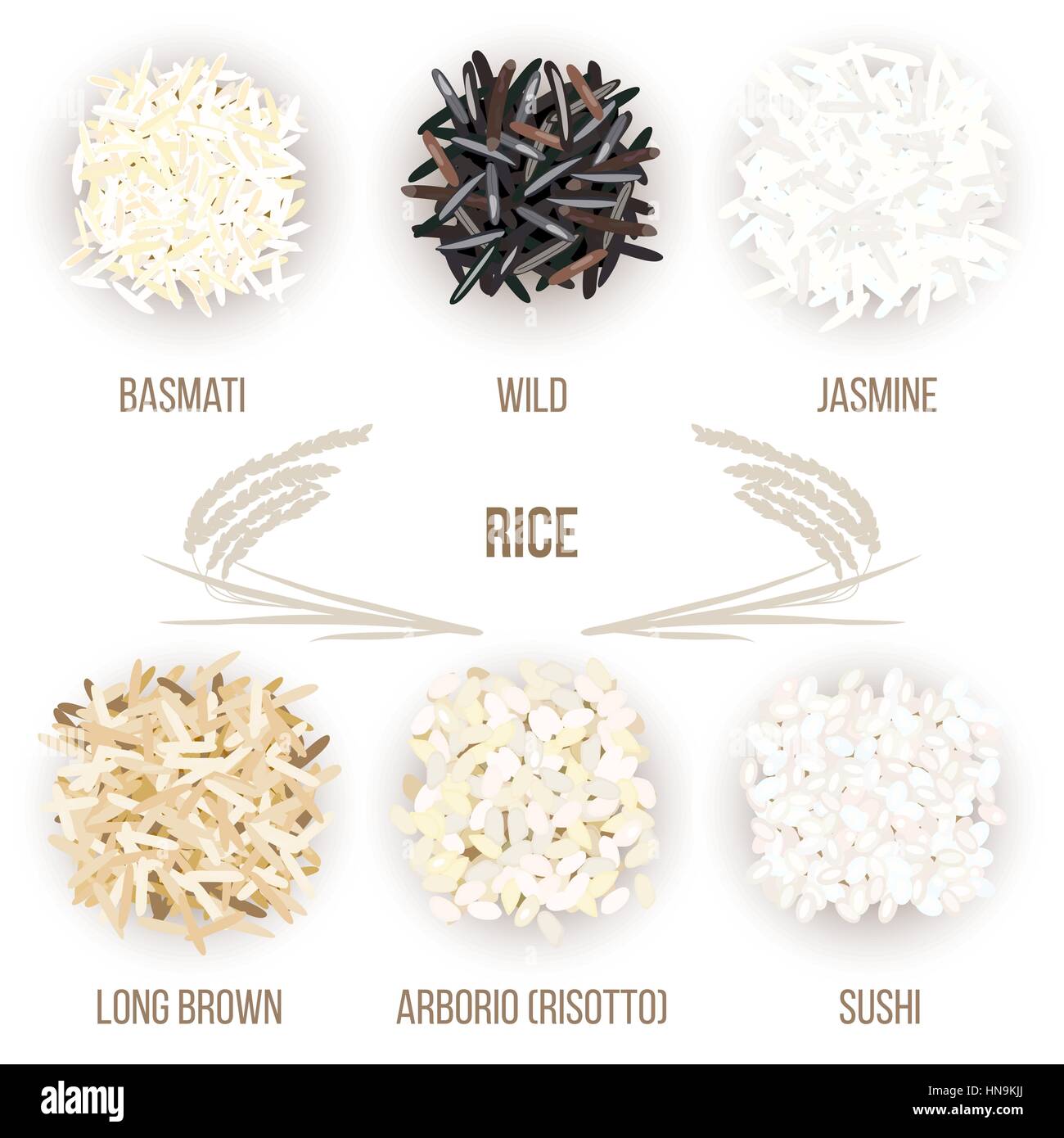 Different types of rice grains isolated on white background. Basmati