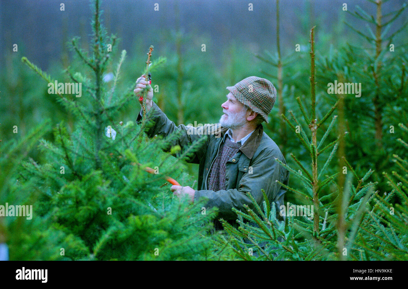 Christmas tree buying at Wilderness Wood in East Sussex, with owner