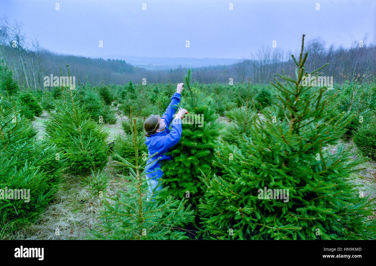 Wilderness wood east sussex hi-res stock photography and images - Alamy