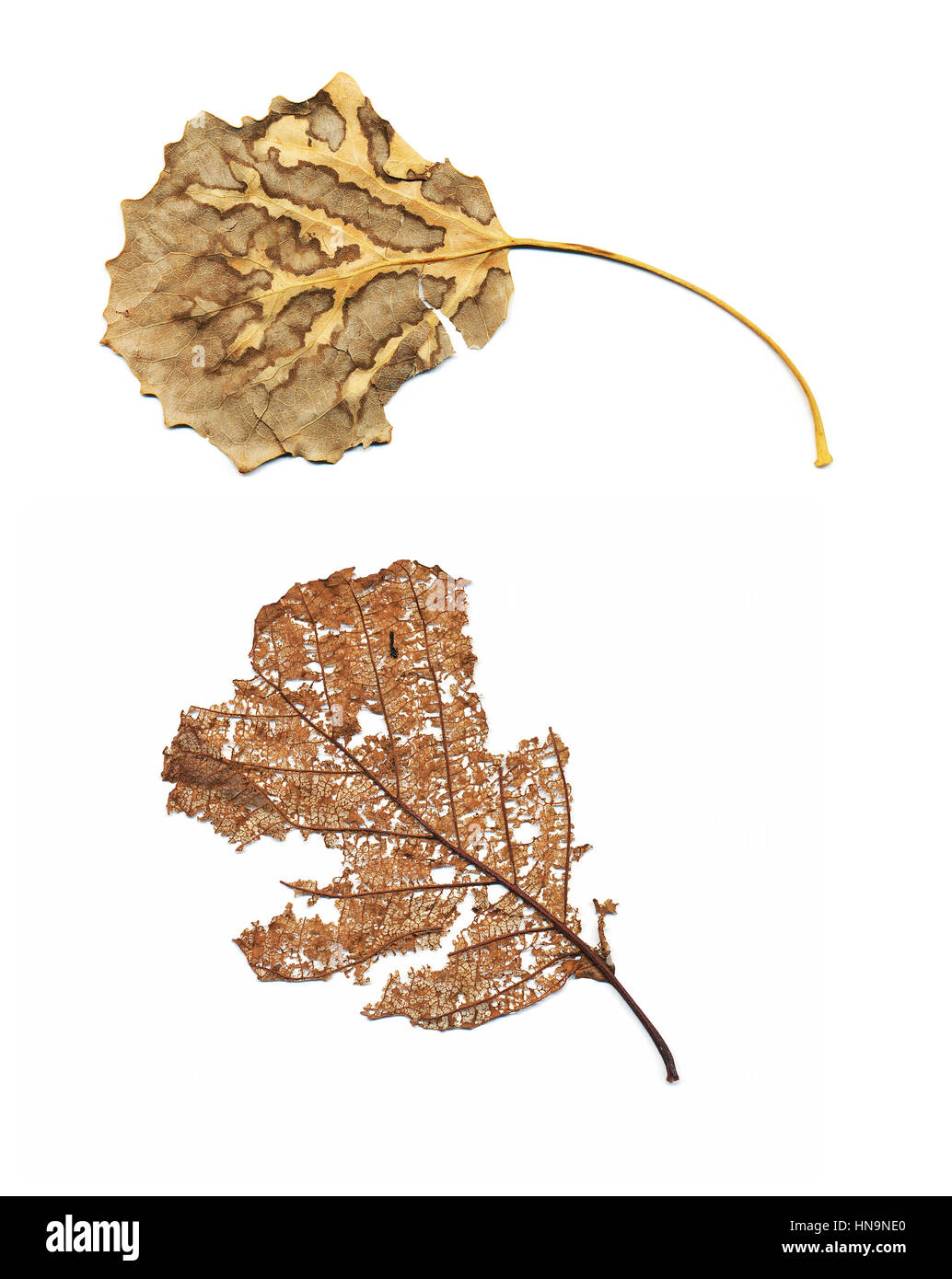 Dead and decaying leaves on white background Stock Photo