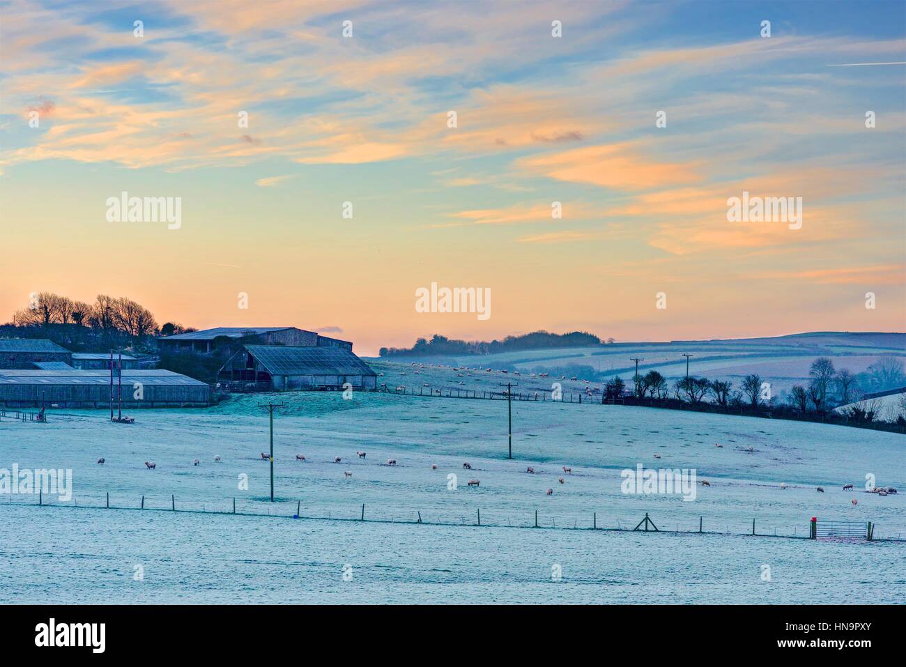 A rural landscape showing frost and an early sunrise. The horizon is warming up pink and yellow with farm buildings and sheep grazing in the fields. Stock Photo