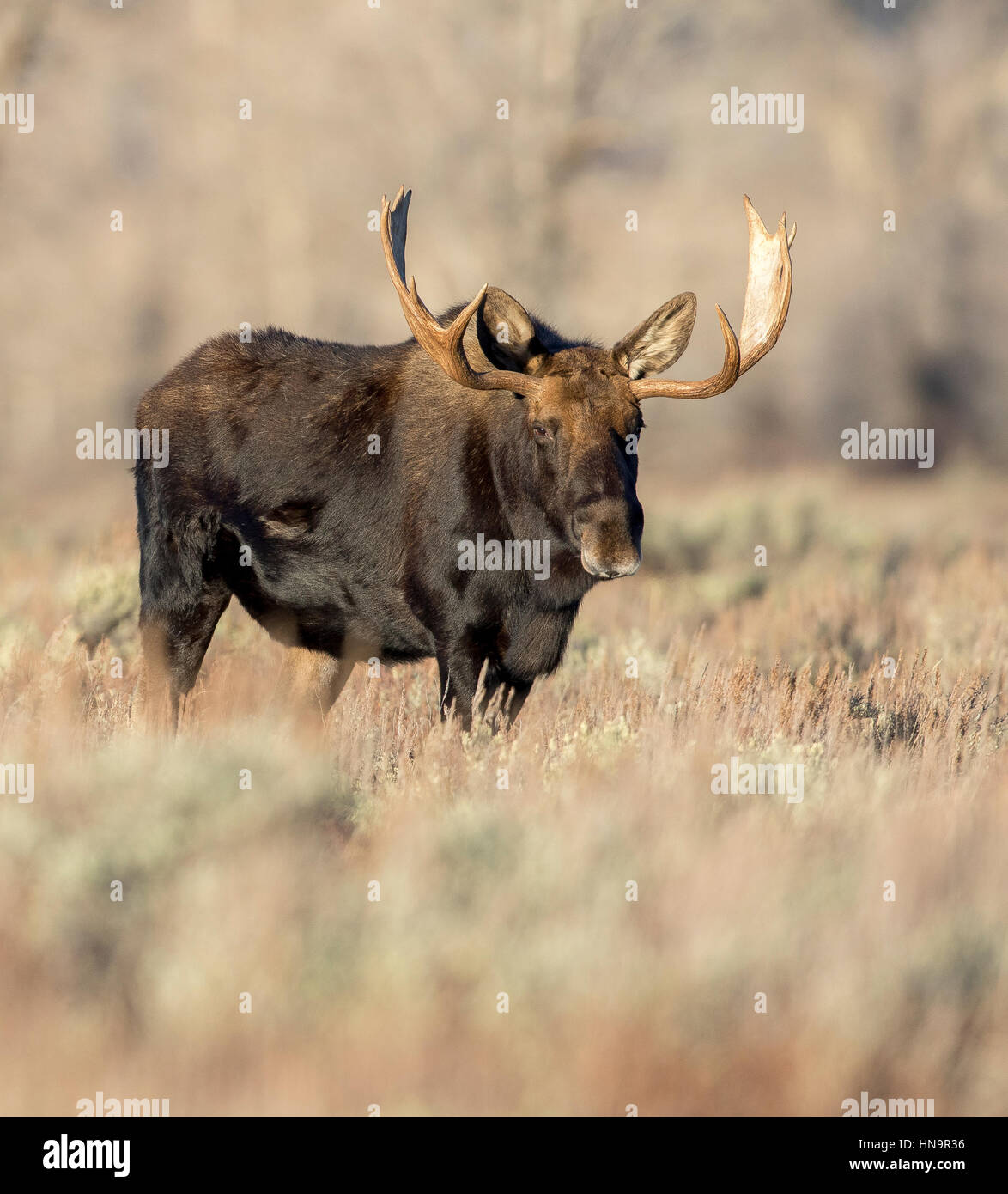 Bull moose standing in sagebrush meadow in autumn Stock Photo