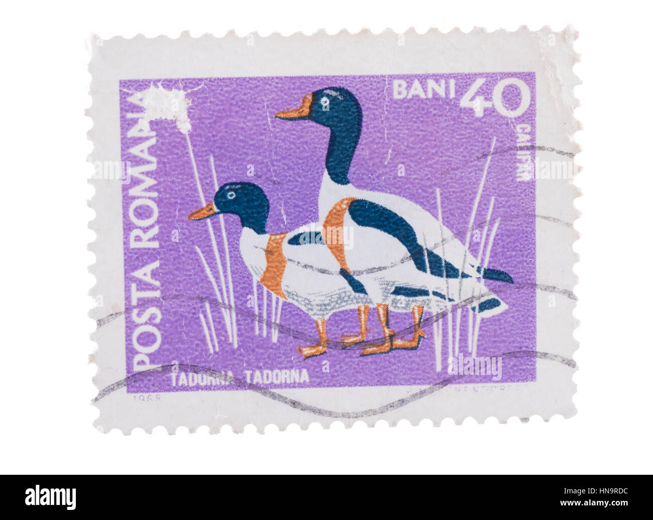 ROMANIA - CIRCA 1968: stamp printed by , show Sheldrakes Stock Photo