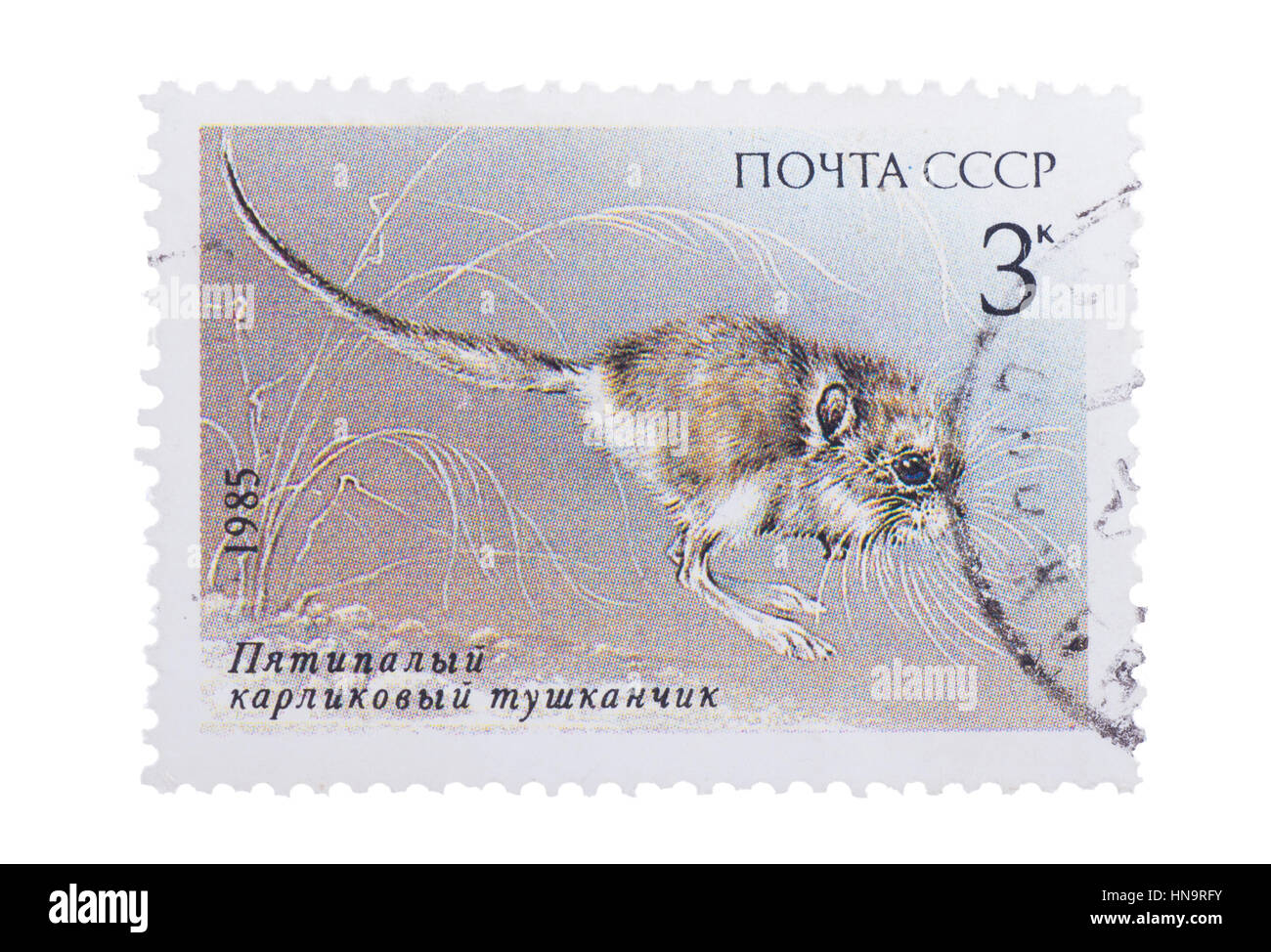 USSR - CIRCA 1985: A Stamp printed in  shows image of  pygm Stock Photo