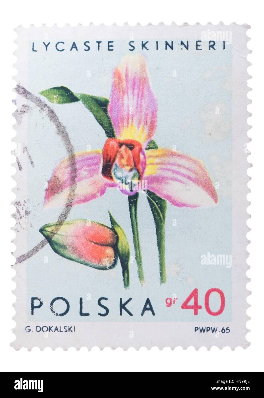 POLAND - CIRCA 1965: Beautiful flower. Lycaste skinneri,  1 Stock Photo