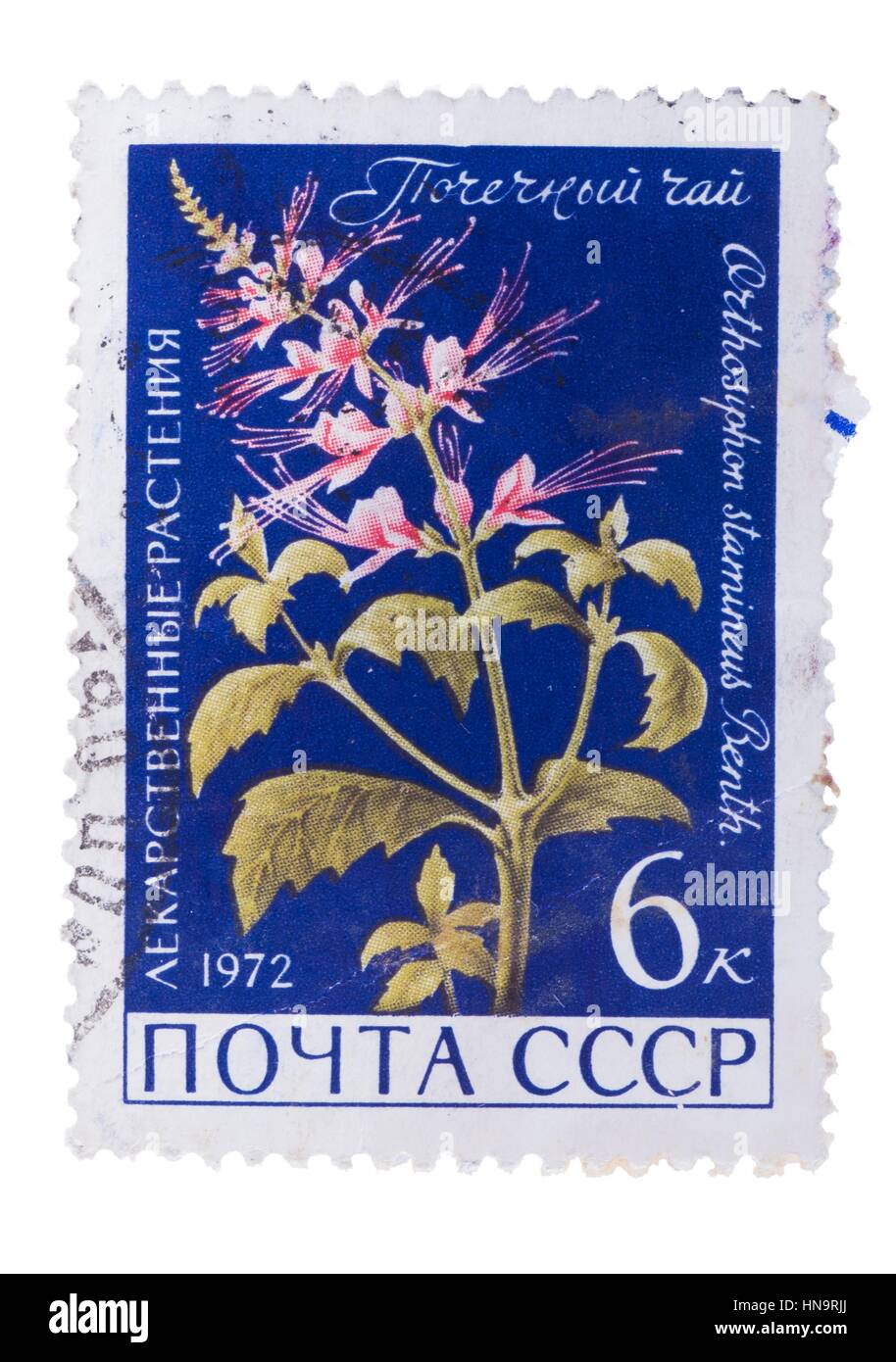 USSR - CIRCA 1972: A Stamp printed in  shows the Orthosiphon Stock Photo