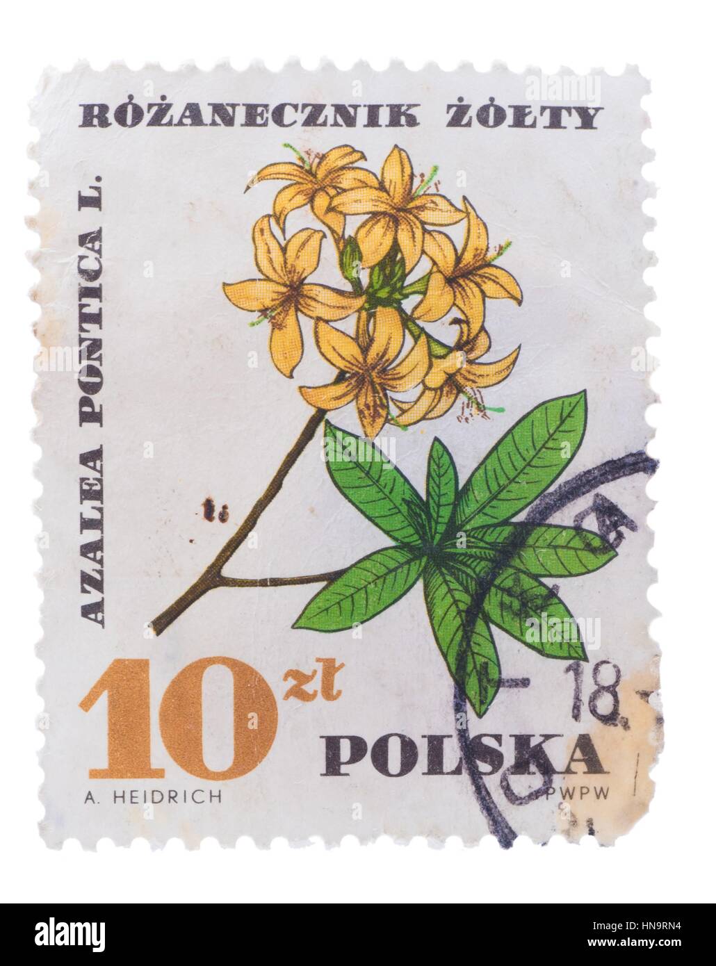 POLAND - CIRCA 1967: A stamp printed in  shows Azalea Pont Stock Photo