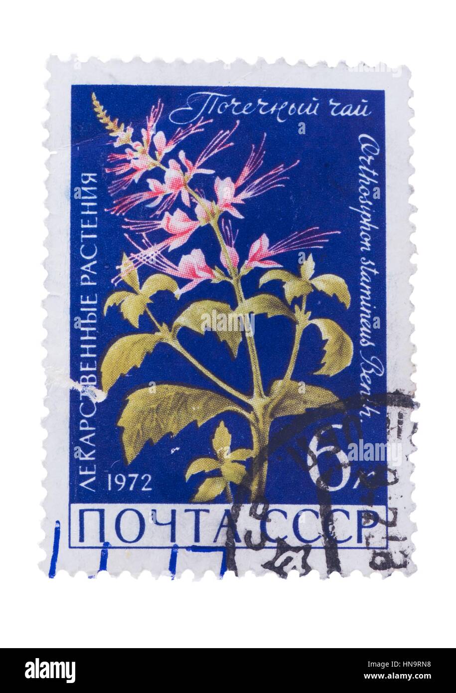 USSR - CIRCA 1972: A Stamp printed in  shows the Orthosiphon Stock Photo