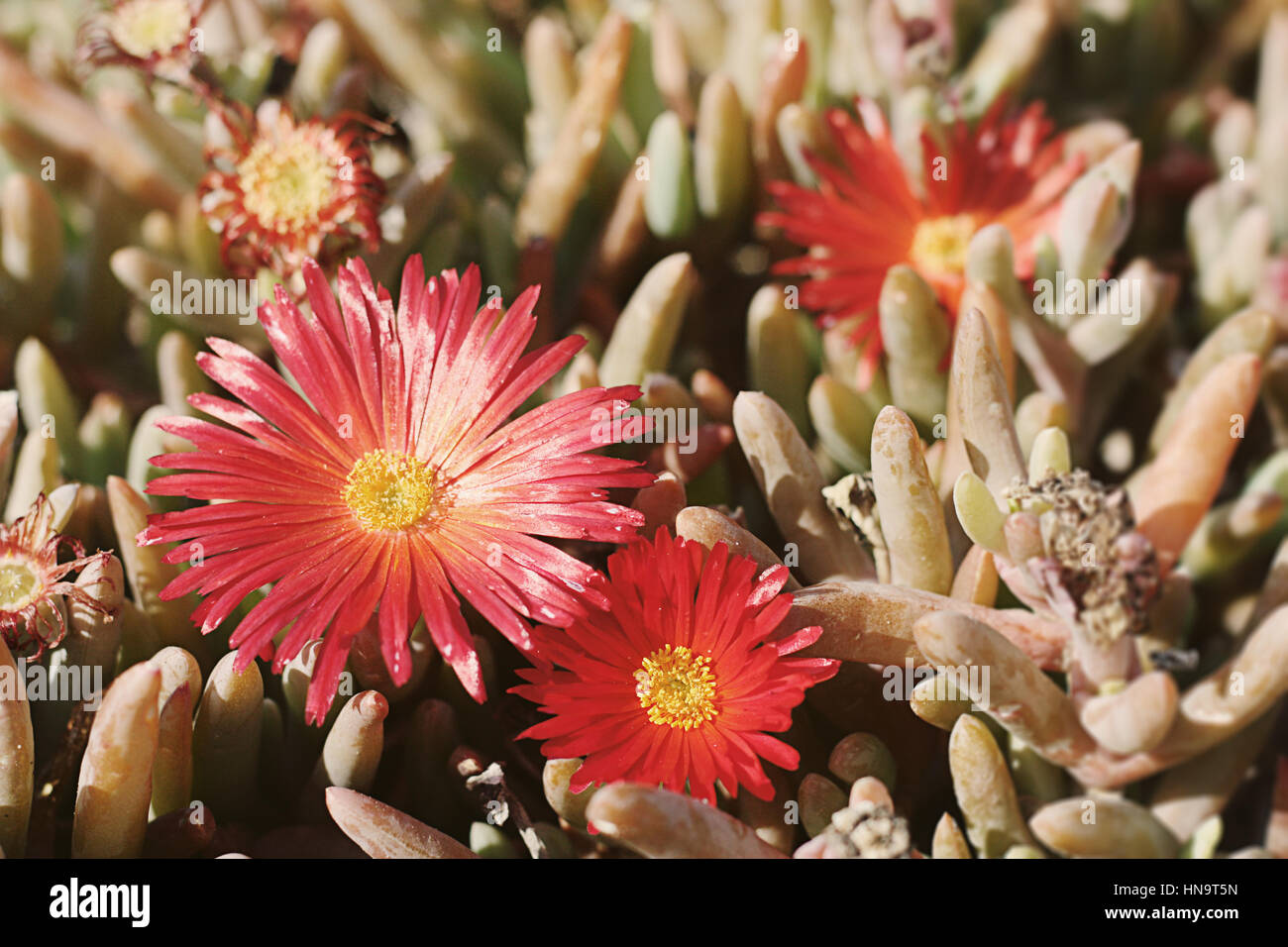 Wild succulent plant bloosoming at Tabarca Island. Alicante, Spain ...