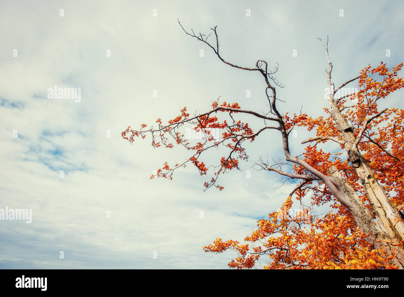 birch forest in sunny afternoon while autumn season Stock Photo - Alamy
