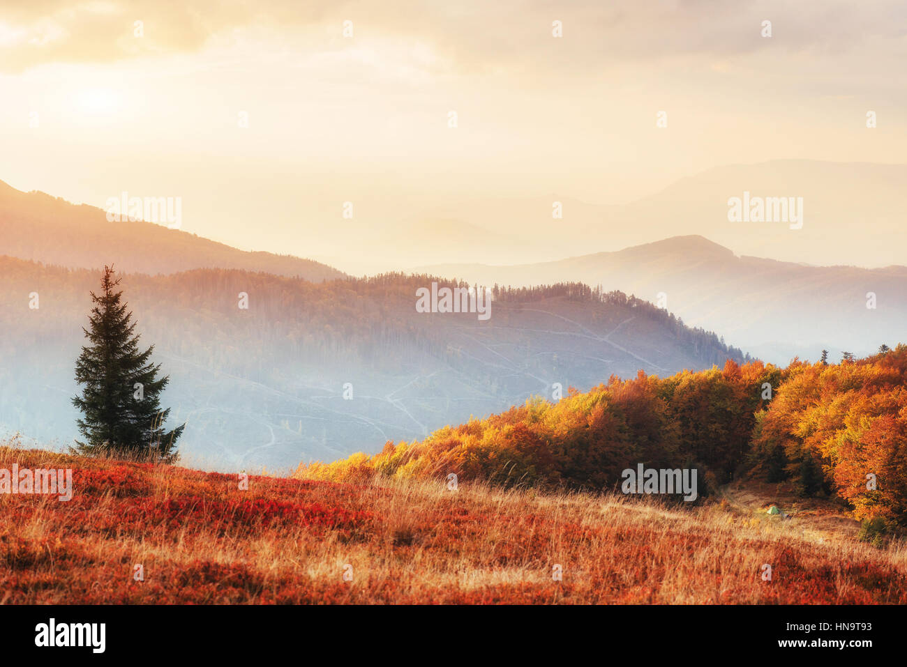 birch forest in sunny afternoon while autumn season Stock Photo - Alamy