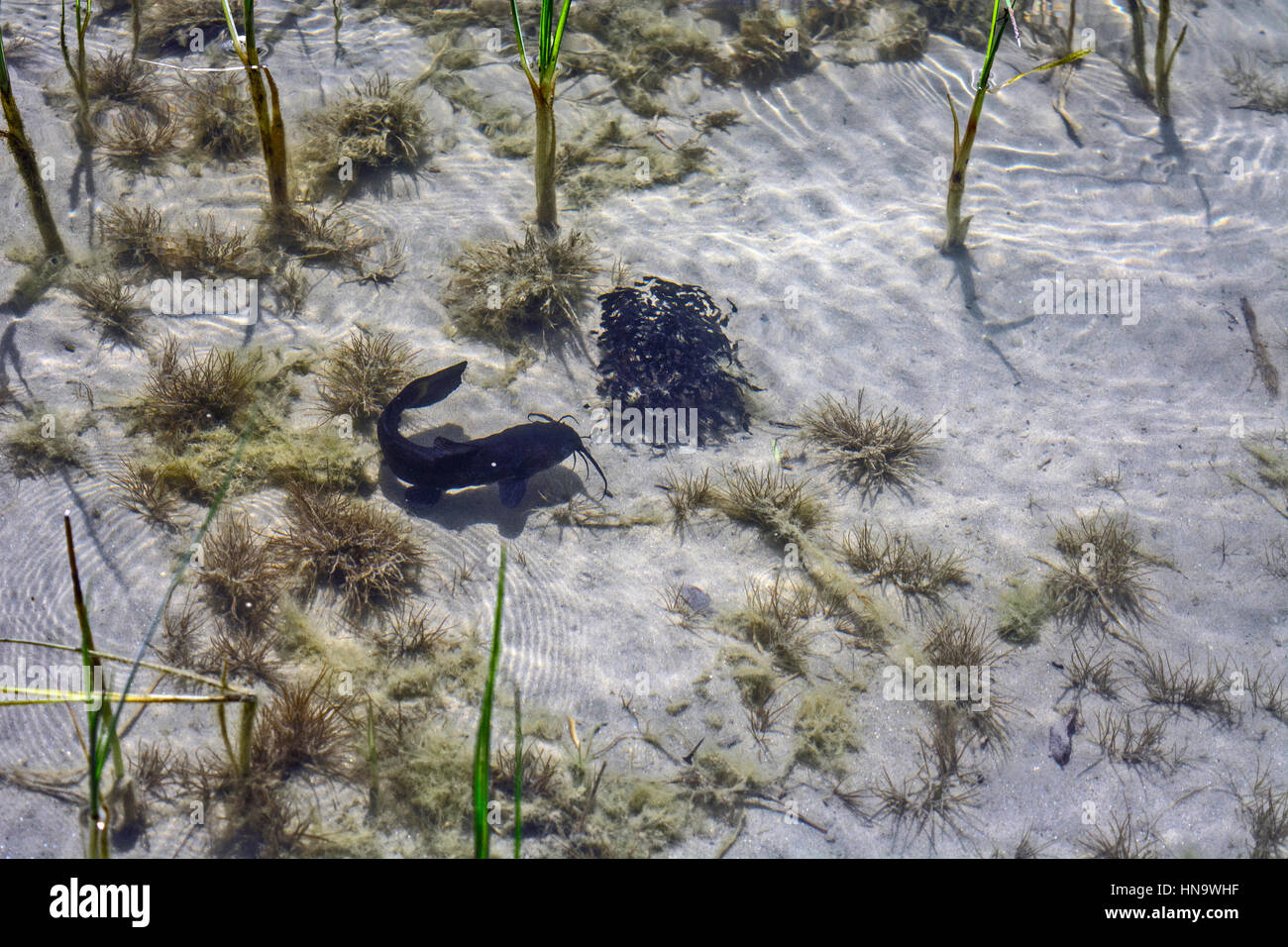 Mother catfish guard and protect young fish from predators. Stock Photo