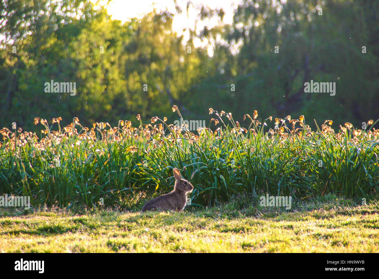 Single Bunny Rabbit hopping across a meadow Stock Photo