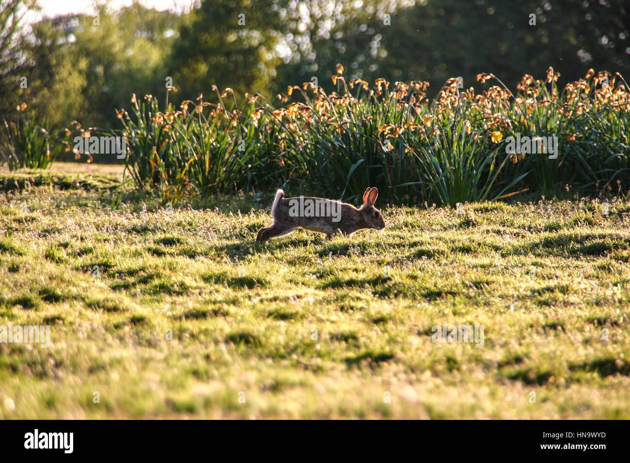 Single Bunny Rabbit hopping across a meadow Stock Photo