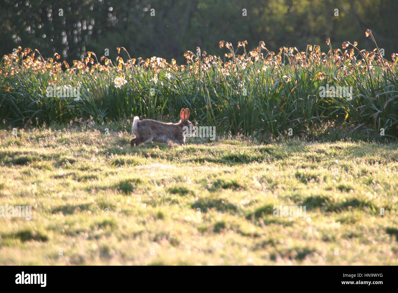Single Bunny Rabbit hopping across a meadow Stock Photo
