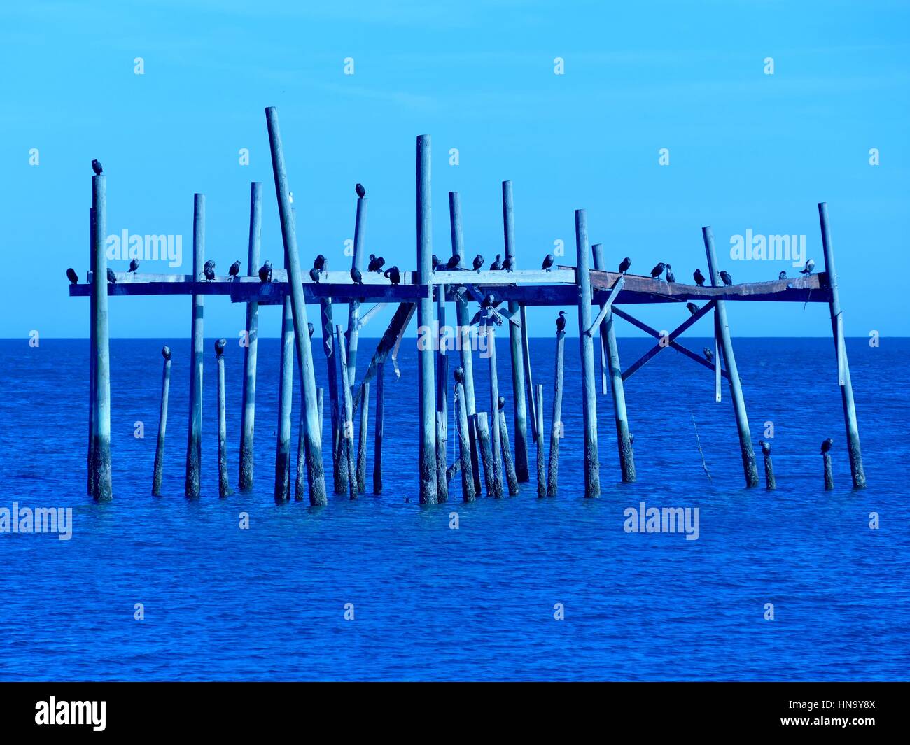 Anhingas roost on the remains of the iconic, ruined "Honeymoon Cottage