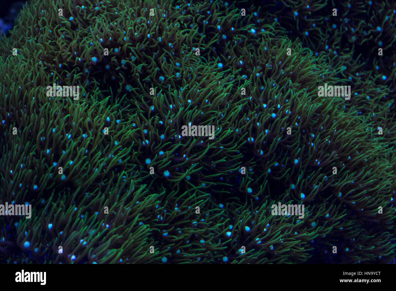 Seaweed and reefs Aquarium Saltwater Stock Photo Alamy