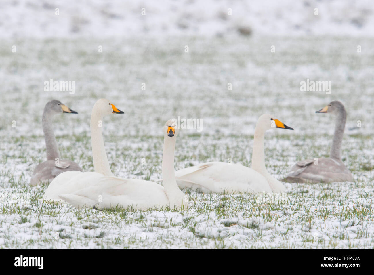 Whooper swans (Cygnus cygnus) with chicks, sitting in snow, Emsland, Lower Saxony, Germany Stock Photo
