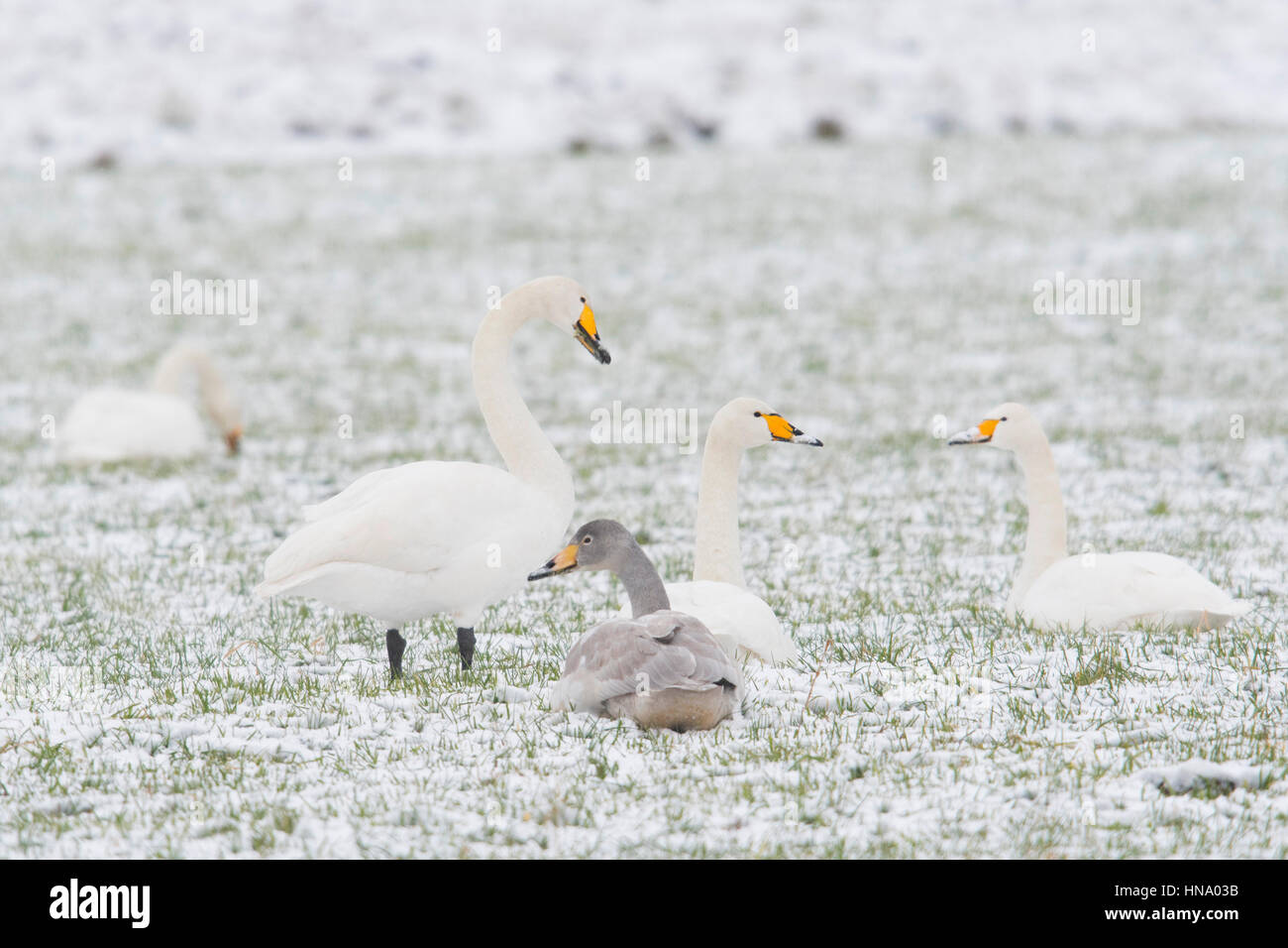 Whooper swans (Cygnus cygnus) with young bird sitting in the snow, Emsland, Lower Saxony, Germany Stock Photo