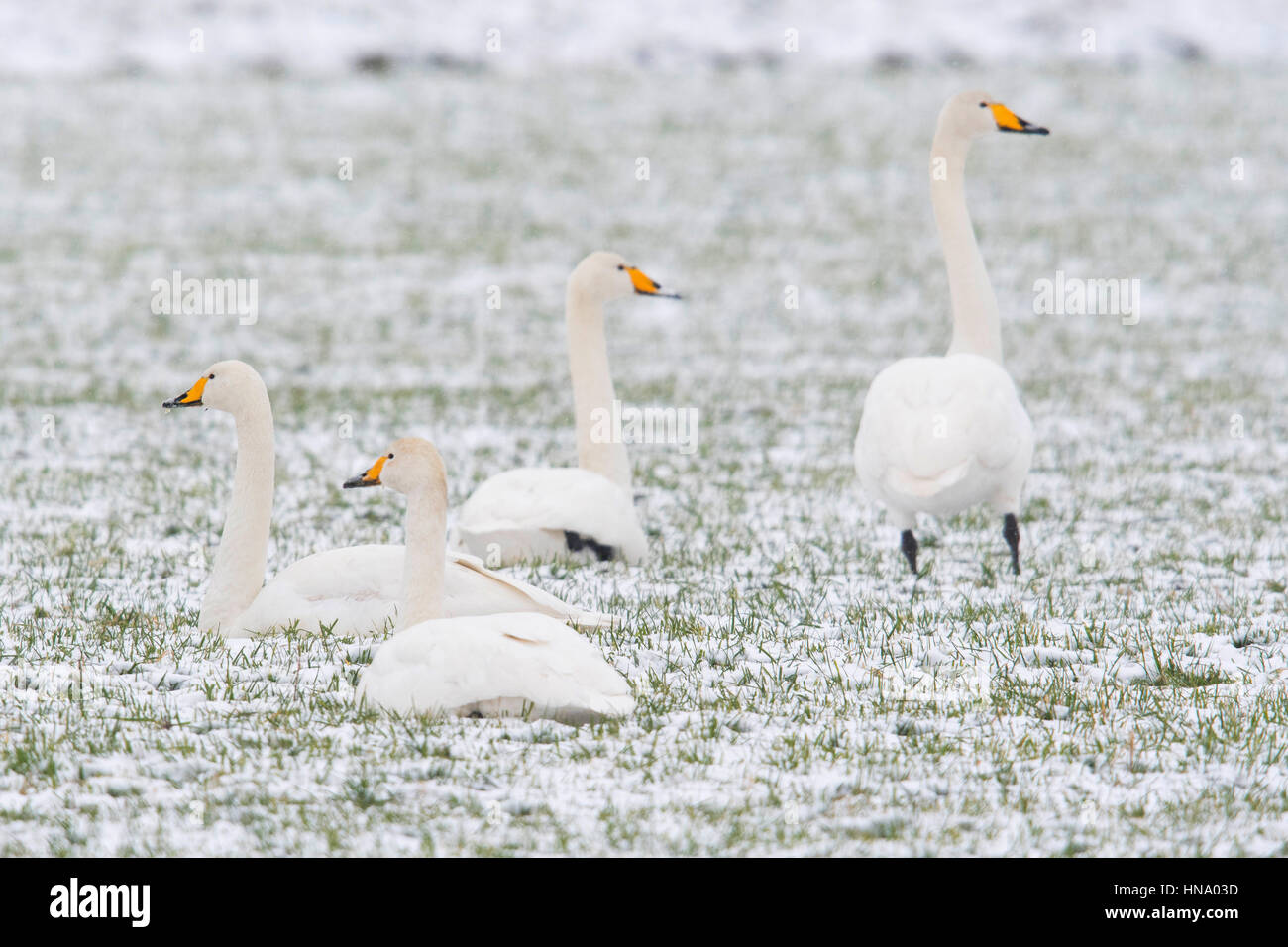 Whooper swans (Cygnus cygnus) sitting in the snow, Emsland, Lower Saxony, Germany Stock Photo