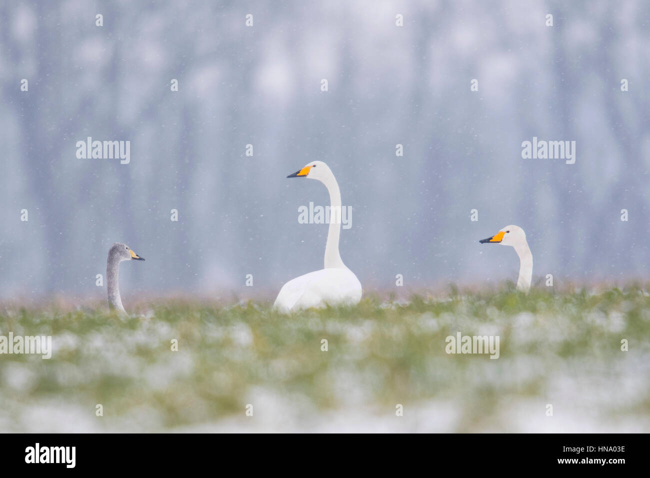 Whooper swans (Cygnus cygnus) in the snow, Emsland, Lower Saxony, Germany Stock Photo