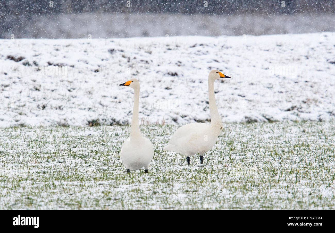 Whooper swans (Cygnus cygnus) in the snow, Emsland, Lower Saxony, Germany Stock Photo