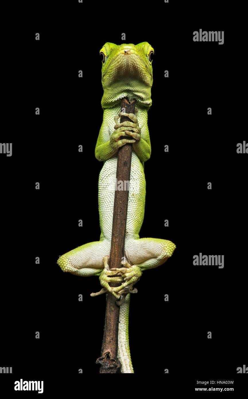 Neotropical green anole (Anolis biporcatus) hanging on thin branch