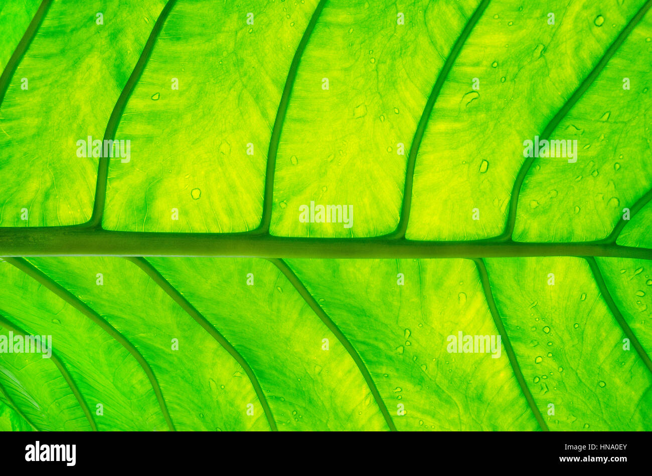 green leaf vein texture Stock Photo - Alamy