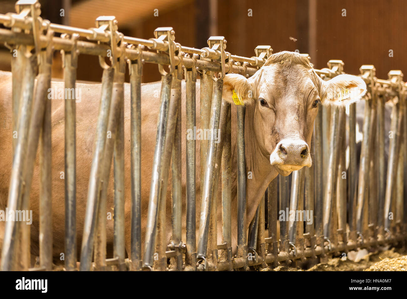 Cow in barricade hi-res stock photography and images - Alamy