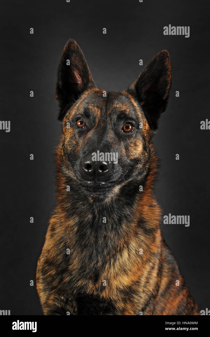 Dutch Shepherd Short Hair Male Portrait Stock Photo 133600452