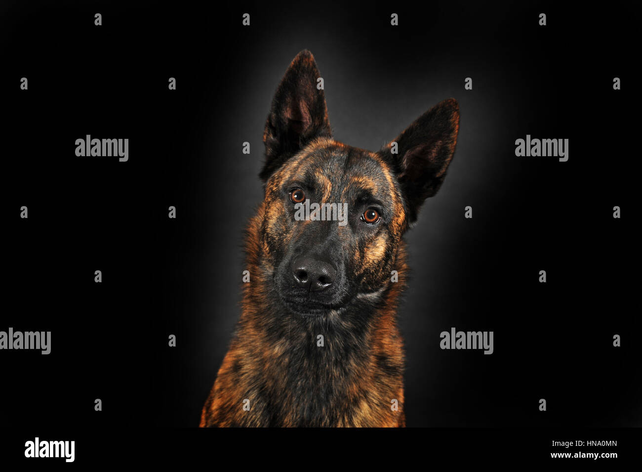 Dutch Shepherd Short Hair Male Portrait Stock Photo 133600453