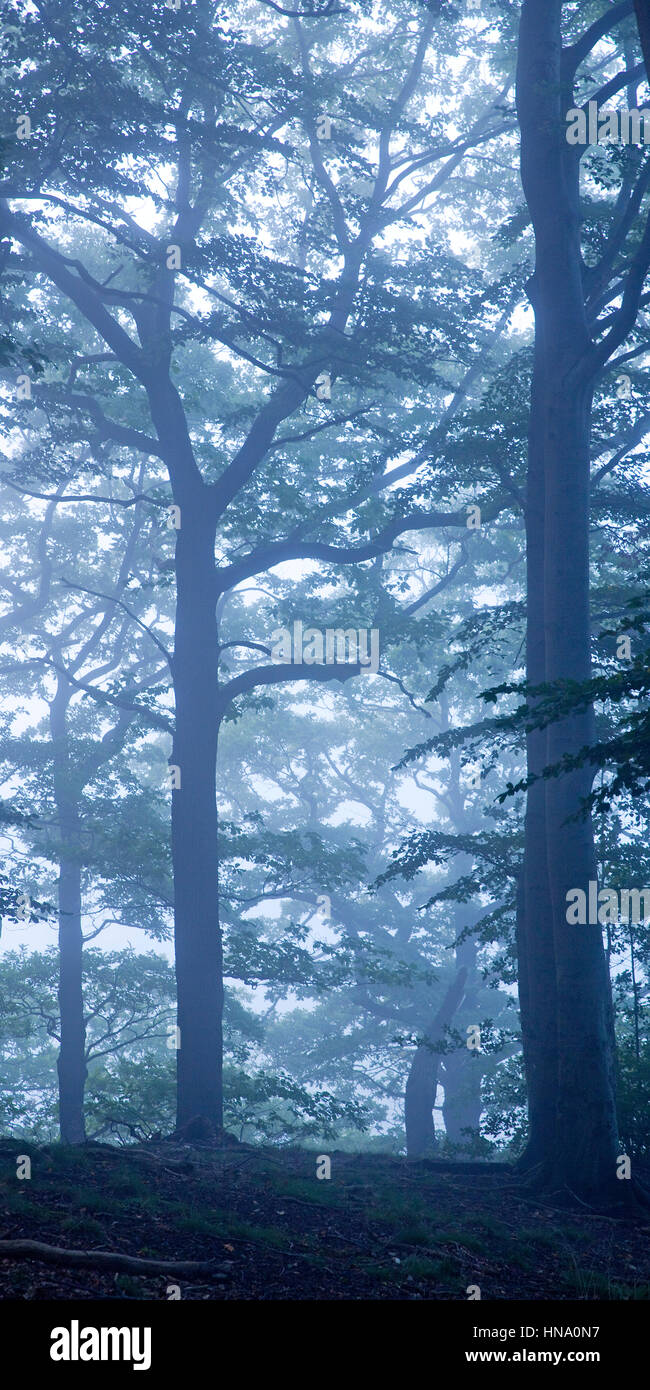 Mysterious foggy forest landscape, dawn, Witten, Ruhr district, North Rhine-Westphalia, Germany Stock Photo