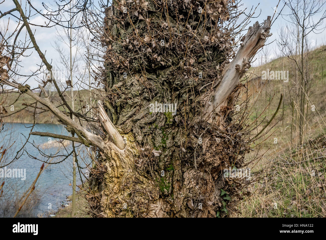 Acacia wood covered with vines leaves on the lake shore 2 Stock Photo
