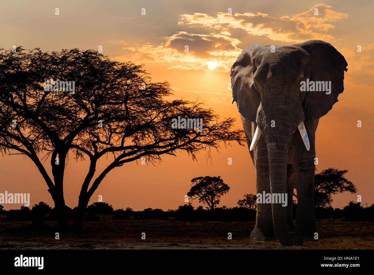 sunset over acacia tree and African elephant. Africa safari wildlife and wilderness. Beautiful nature african scene Stock Photo Alamy