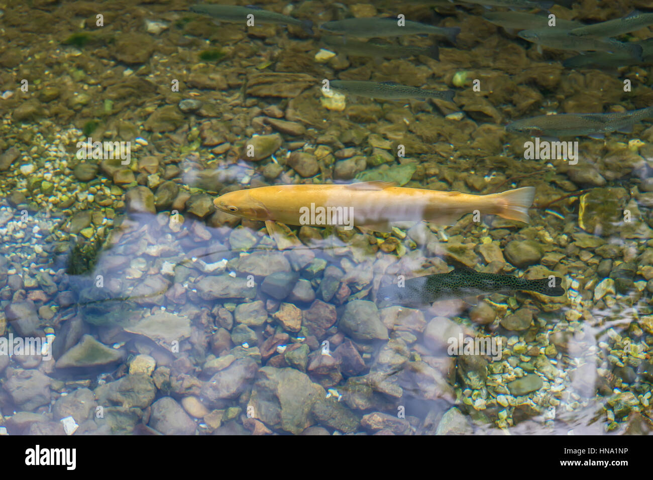 Golden albino and ordinary trout in a clear water mountain stream Stock