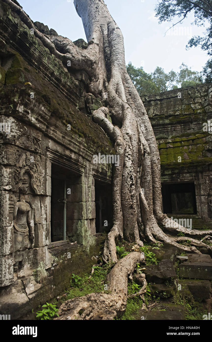 Ta Prohm, Angkor, Cambodia. Jungle temple with massive trees growing ...