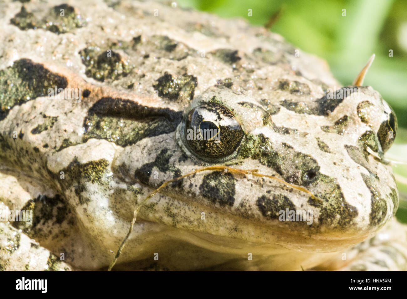 Mediterranean painted frog or simply painted frog, Discoglossus pictus Stock Photo