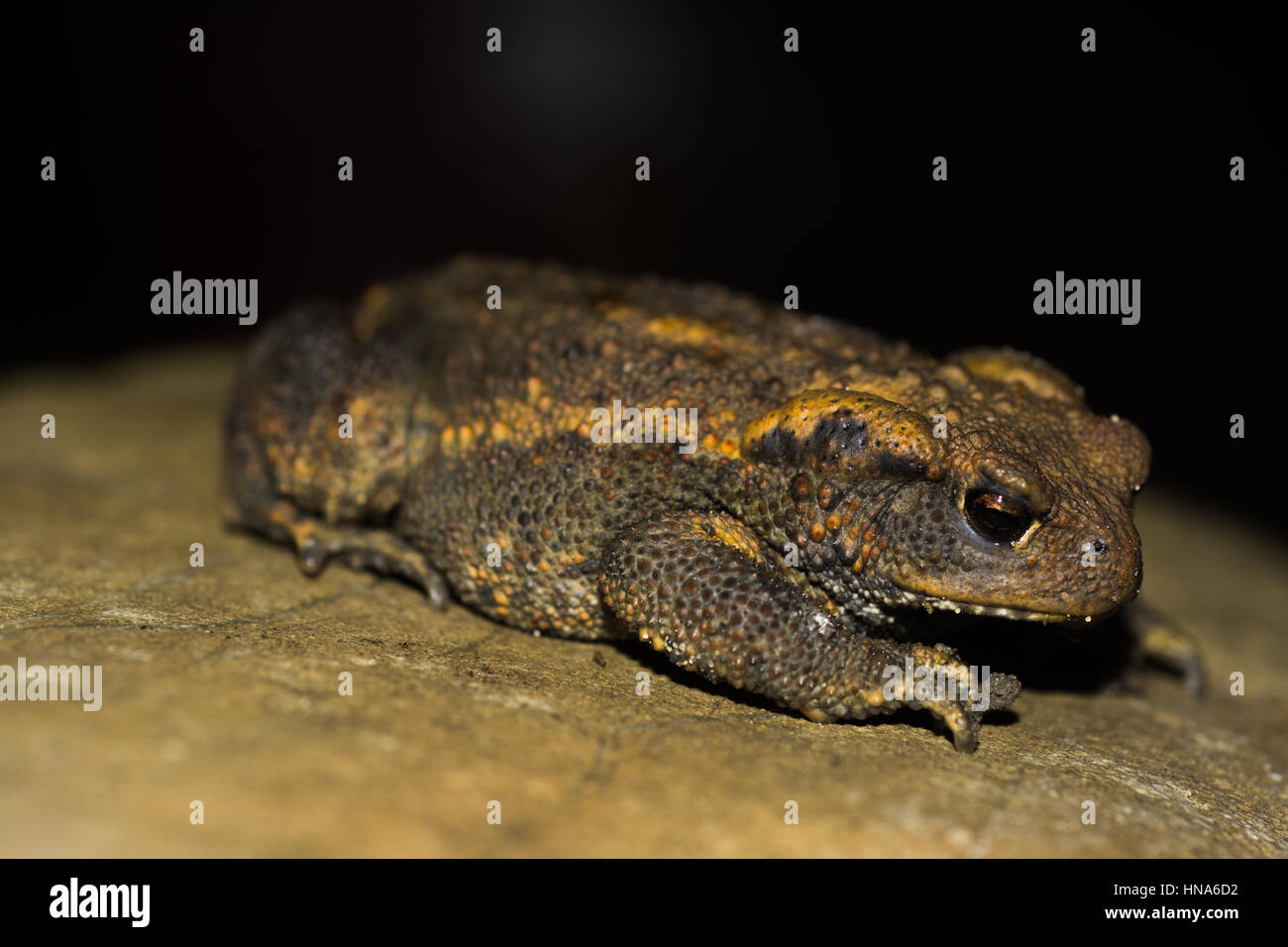 Common toad, European toad, Bufo bufo Stock Photo