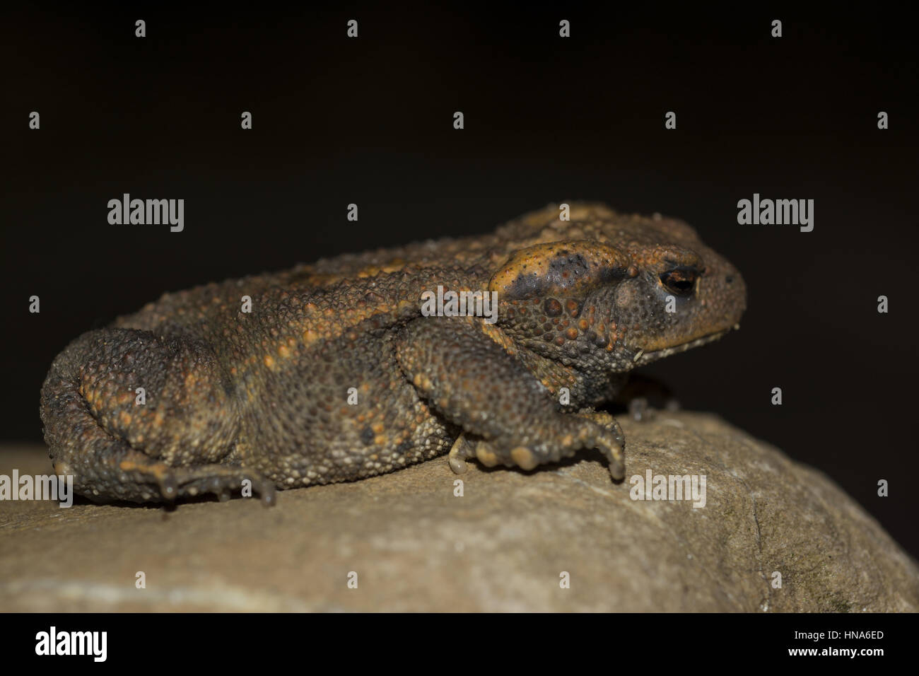 Common toad, European toad, Bufo bufo Stock Photo